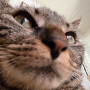 Meet your Posher, Nat